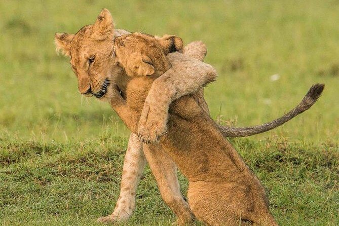 11-Days Best of Kenya & Tanzania Big 5 Safari on a 4x4 Jeep - Masai Mara: Mara River game drives and timing that works