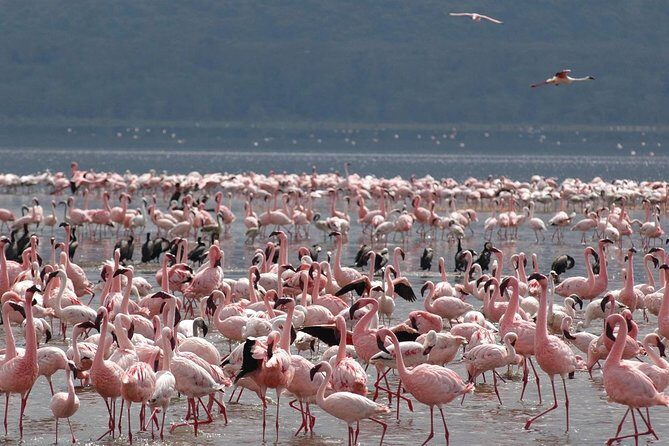 11-Days Best of Kenya & Tanzania Big 5 Safari on a 4x4 Jeep - Serengeti via Isebania: crossing borders without losing the safari mood