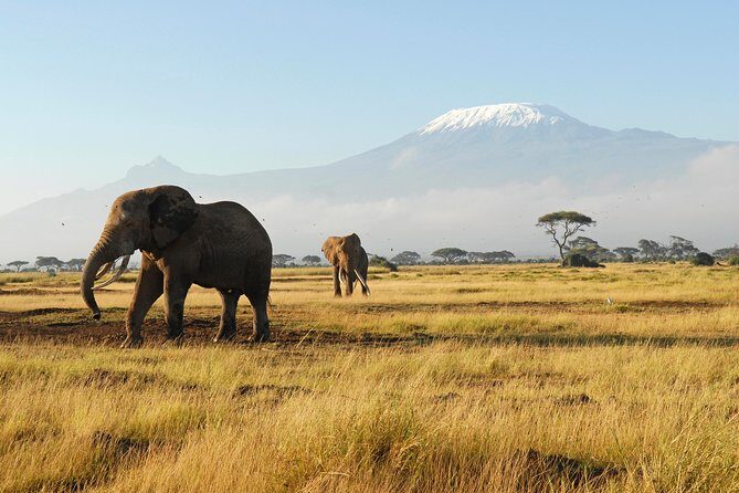 11-Days Best of Kenya & Tanzania Big 5 Safari on a 4x4 Jeep - Ngorongoro Crater: plan for the full day and the crater floor