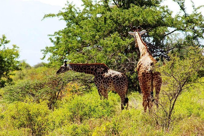 11-Days Best of Kenya & Tanzania Big 5 Safari on a 4x4 Jeep - Lake Manyara: keep going after the crater