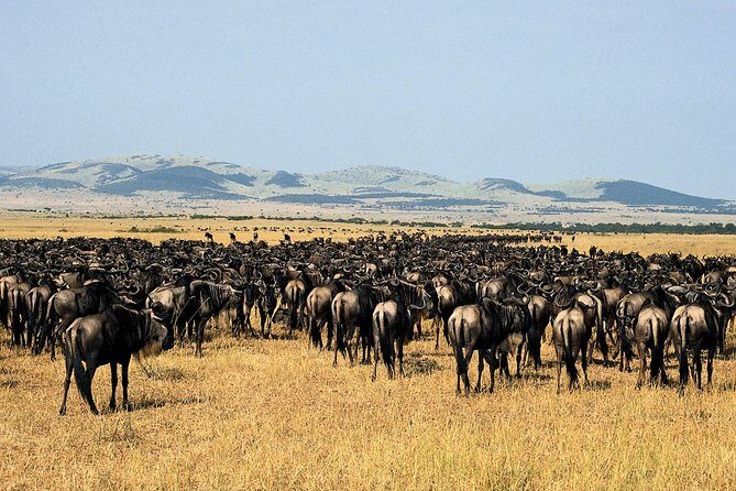 11-Days Best of Kenya & Tanzania Big 5 Safari on a 4x4 Jeep - Arusha and the end: finishing strong and heading back to Nairobi