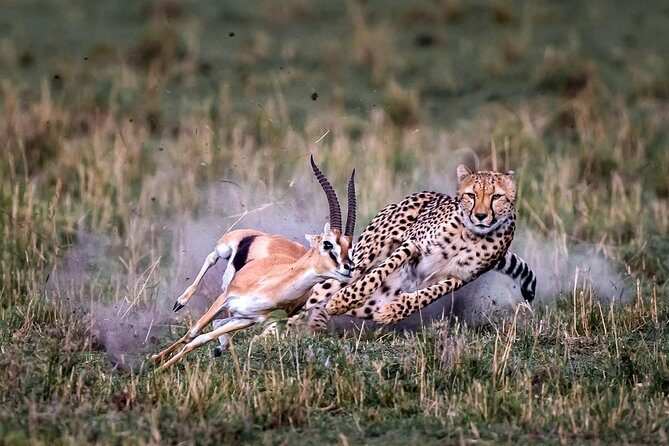 11-Days Best of Kenya & Tanzania Big 5 Safari on a 4x4 Jeep - Lake Nakuru for black rhino odds and a big-picture game drive