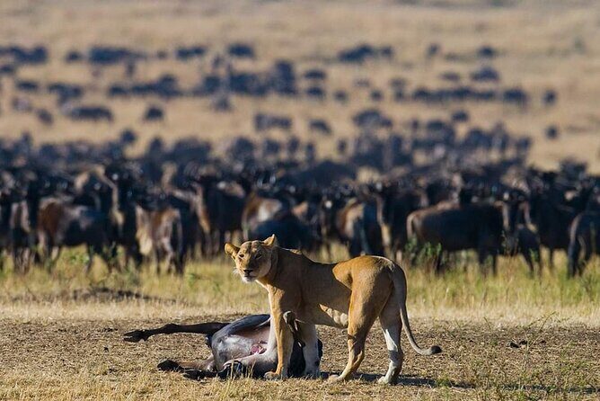 11 Days Guided Group Safari in Kenya And Tanzania - Key things I’d zero in on before you book