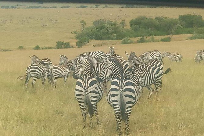 11 Days Guided Group Safari in Kenya And Tanzania - Vehicles and group size: hatch-roof views vs crater-ready 4x4