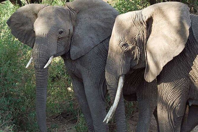 11 Days Guided Group Safari in Kenya And Tanzania - Day 2: Full day in Maasai Mara plus Hippo Pool picnic