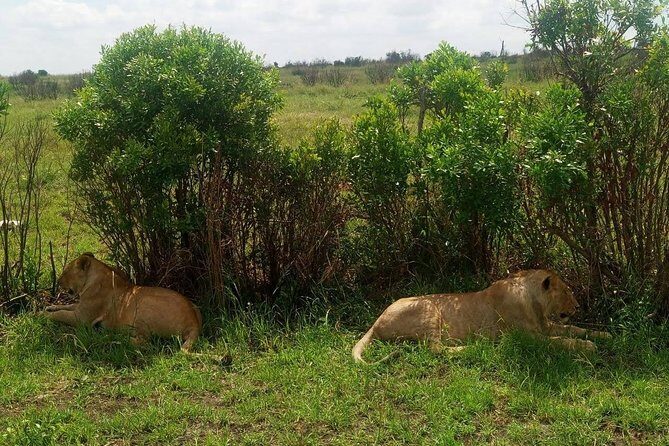 11 Days Guided Group Safari in Kenya And Tanzania - Day 3: Mara to Lake Nakuru, with Rift-side scenery breaks