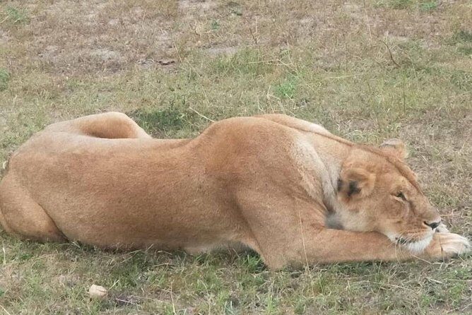 11 Days Guided Group Safari in Kenya And Tanzania - Day 4: Flamingos and white rhinos at Lake Nakuru, then onward to Amboseli