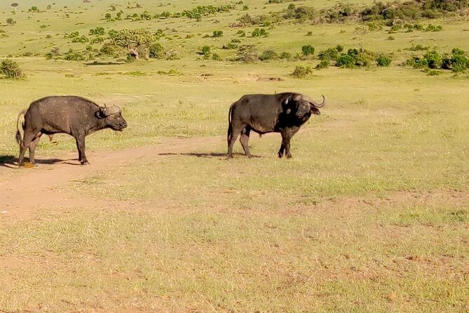 11 Days Guided Group Safari in Kenya And Tanzania - Day 5: Amboseli game drives—elephants, hippos, and Kilimanjaro weather