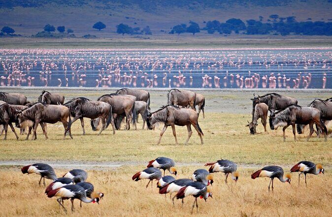 11 Days Guided Group Safari in Kenya And Tanzania - Day 6: Arusha reset day, plus possible Kilimanjaro views