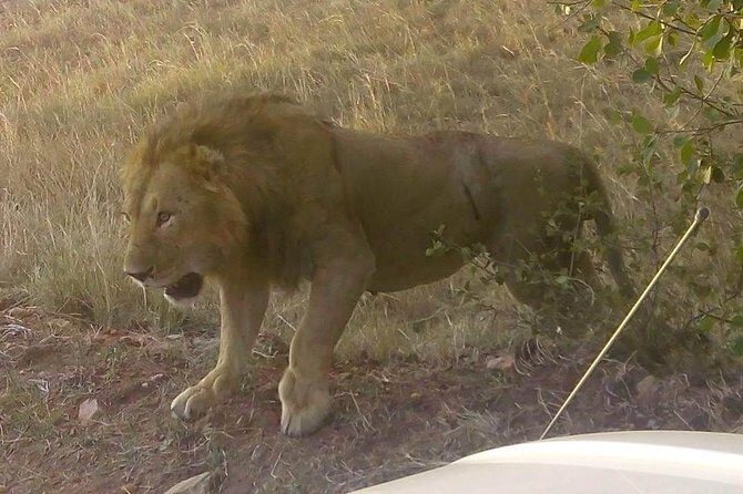 11 Days Guided Group Safari in Kenya And Tanzania - Day 1: Maasai Mara arrival by Rift Valley viewpoints