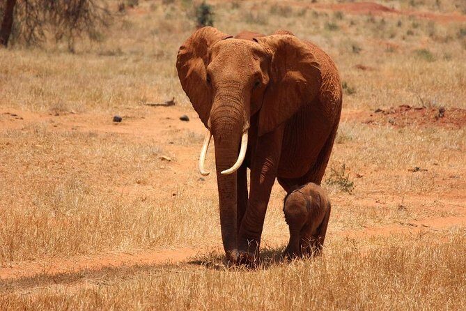 11-Days Kenya Zanzibar Safari - Tsavo West plus Ngulia Rhino Sanctuary: black rhinos up close, not just on a map