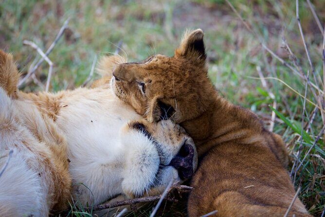 11 Days Private Tour to Explore Amboseli and Samburu - Maasai Mara: big herds, big cats, and long day game viewing