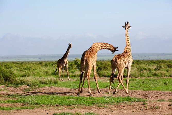 11 Days Private Tour to Explore Amboseli and Samburu - Amboseli National Park: Kilimanjaro views and elephant herds all day