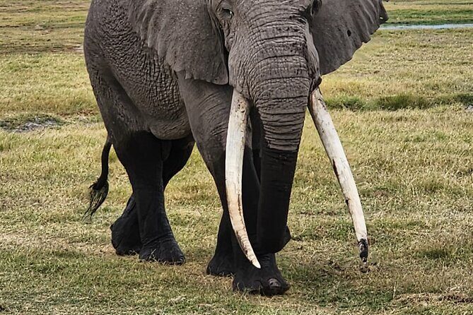 11 Days Private Tour to Explore Amboseli and Samburu - Samburu National Reserve: Elsa’s legacy and a quieter safari