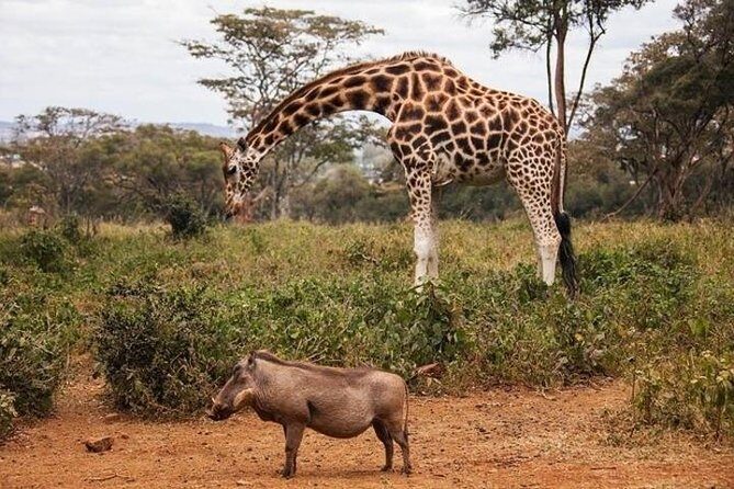 12 Days Kenya and Tanzania Budget Private Safari from Nairobi - Maasai Mara: sunset timing, migration vibes, and a Maasai village visit