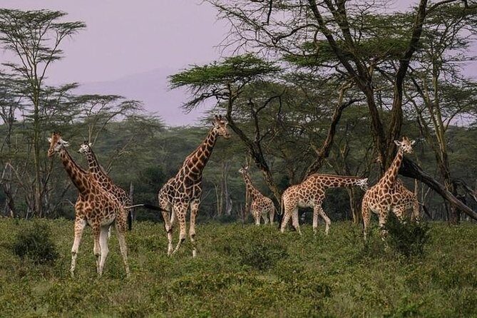 12 Days Kenya & Tanzania Safari Private Lodge Safari from Nairobi - Days 2–3 in Kenya: Rift Valley Views, Hell’s Gate Bikes, and Black Rhino Country