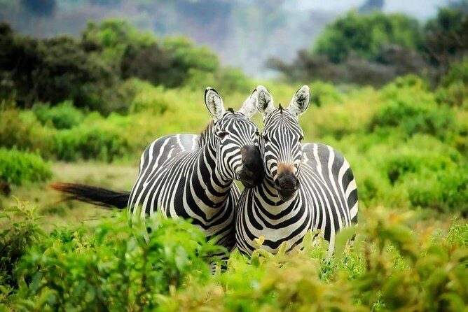12 Days Kenya Tanzania wildlife Joining Tour - Key things I’d circle before you book
