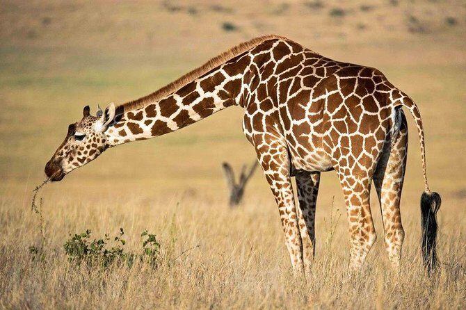12 Days Kenya Tanzania wildlife Joining Tour - Amboseli National Park: elephants, Kilimanjaro moods, and two strong days