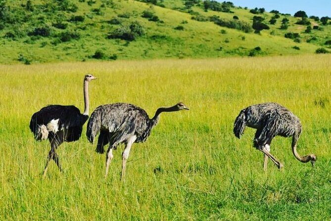 12 Days Samburu Ol-pejeta lake Nakuru Masai Mara lake Naivasha Amboseli safari - Ol Pejeta Conservancy: a privately run equator plateau with primates and big-five odds