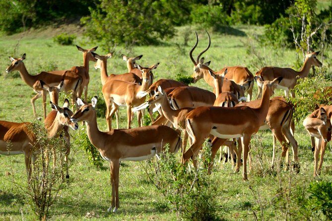 12 Days Samburu Ol-pejeta lake Nakuru Masai Mara lake Naivasha Amboseli safari - Lake Nakuru National Park: pink flamingos, rhinos, and a birds-first vibe