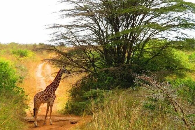 12 Days Samburu Ol-pejeta lake Nakuru Masai Mara lake Naivasha Amboseli safari - Masai Mara: the Big Five game-drive focus plus optional balloon sunrise