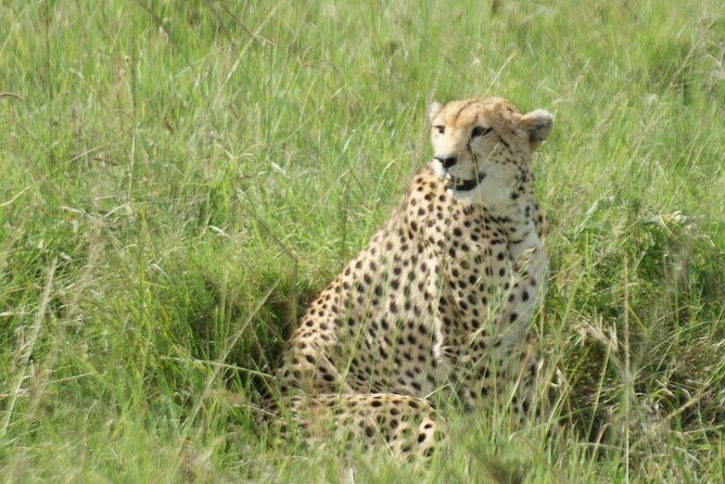 12 Days Samburu Ol-pejeta lake Nakuru Masai Mara lake Naivasha Amboseli safari - Samburu National Reserve: reticulated giraffes, the Ewaso Nyiro River, and two big-drive days