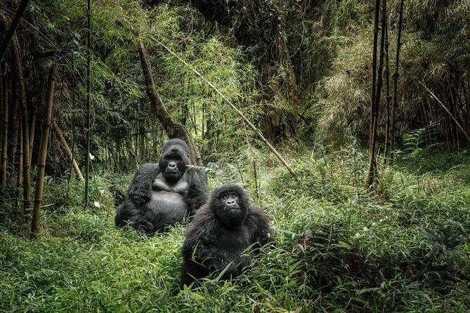 12 Days wildebeest migration Masai Mara Nakuru Uganda gorilla trekking safari - Kenya to Uganda Safari: two countries, one big wildlife mission