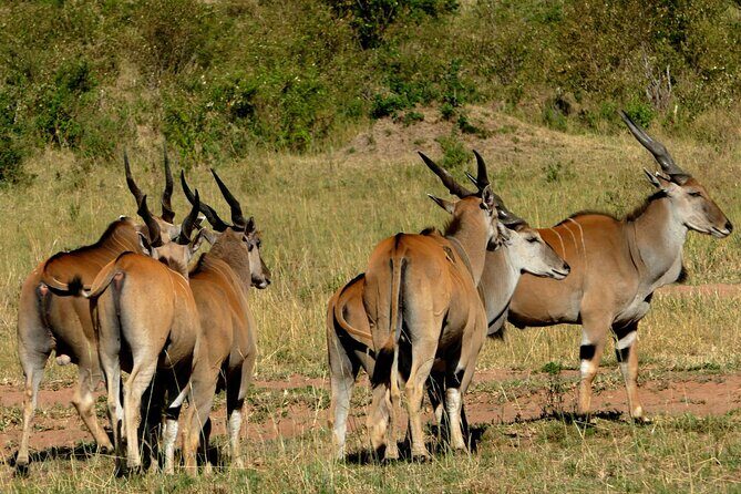 12 Days wildebeest migration Masai Mara Nakuru Uganda gorilla trekking safari - Batwa Cultural Heritage: a meaningful cultural stop with real choices