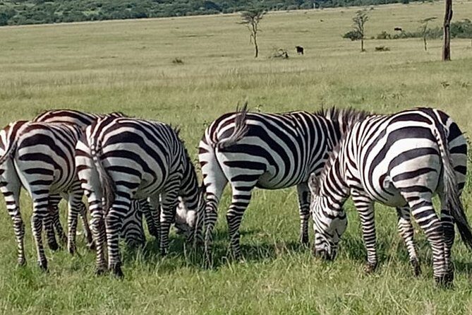 12 Days wildebeest migration Masai Mara Nakuru Uganda gorilla trekking safari - Lake Naivasha and the return to Nairobi: finishing Kenya with birds and boat time