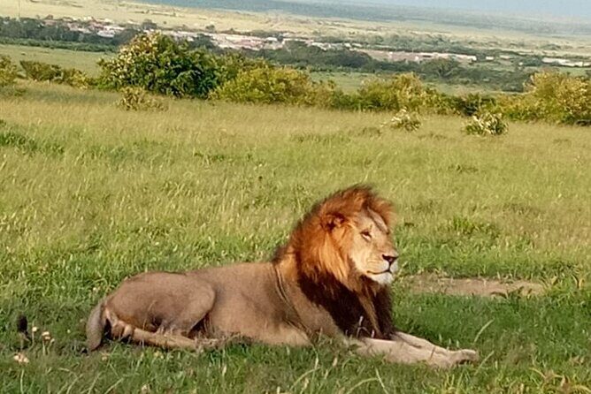 12 Days wildebeest migration Masai Mara Nakuru Uganda gorilla trekking safari - Price and logistics: is $4,150 worth it?