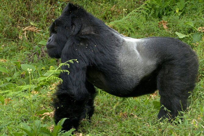12 Days wildebeest migration Masai Mara Nakuru Uganda gorilla trekking safari - Masai Mara game drives: where wildebeest country turns into Big Five time