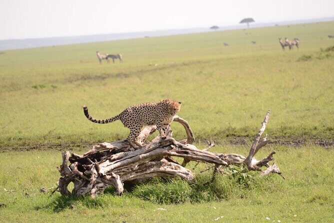 13-Day Private Wildlife Safari Tour of Kenya and Tanzania - The Nairobi Start: 7:00 AM Momentum and a Proper Kickoff