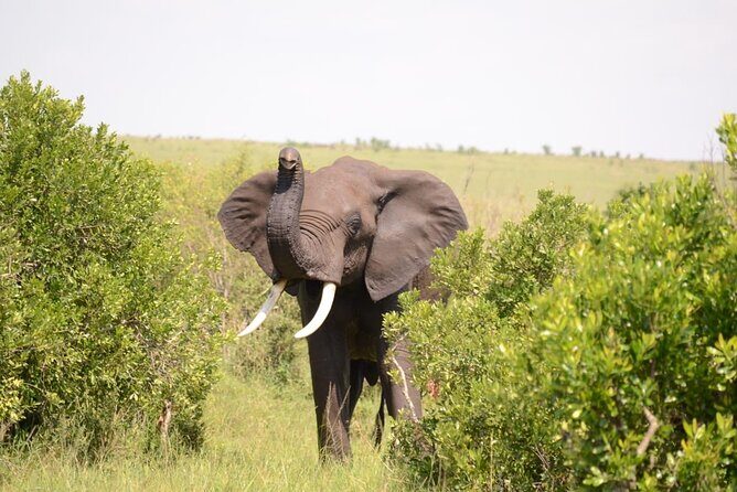 13-Day Private Wildlife Safari Tour of Kenya and Tanzania - Lake Nakuru: Rhinos and a Birdwatcher’s Checklist