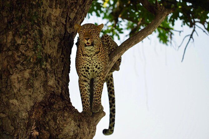 13-Day Private Wildlife Safari Tour of Kenya and Tanzania - Olduvai Gorge and Ngorongoro Rhino Lodge: Prehistory En Route