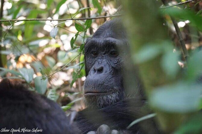 13-Day Uganda Mgahinga Gorilla Trek, Maasai Amboseli Park - Key highlights you should care about