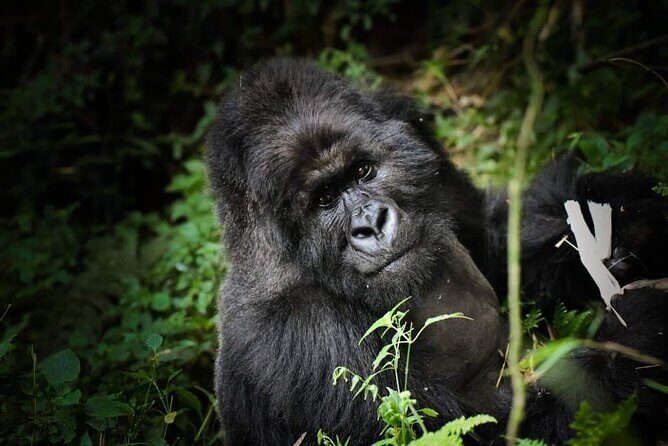 13-Day Uganda Mgahinga Gorilla Trek, Maasai Amboseli Park - Nairobi to Jambo Mara: where the safari actually starts