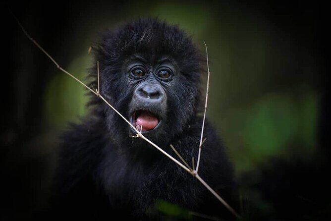 13-Day Uganda Mgahinga Gorilla Trek, Maasai Amboseli Park - Maasai Mara National Reserve: two drives, one goal