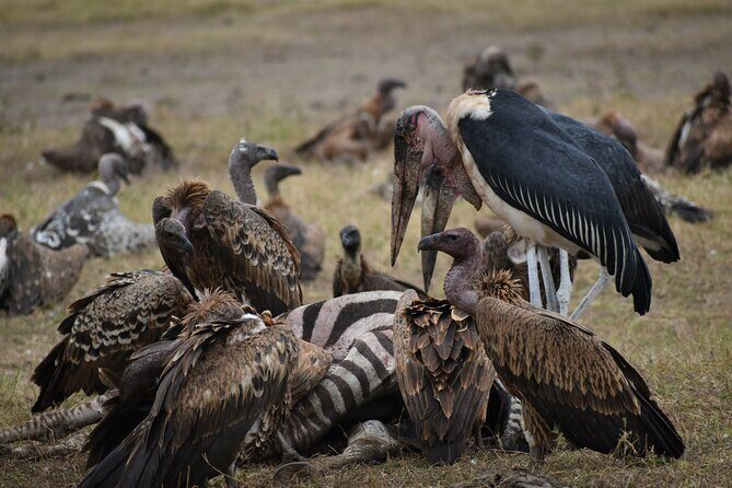 13 Days Best of Kenya and Tanzania BudgetSafari - Lake Nakuru for Birds, Flamingoes, and Rhino-Safety