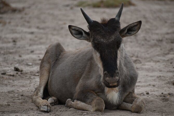 13 Days Best of Kenya and Tanzania BudgetSafari - Amboseli and the Kilimanjaro Peak Check