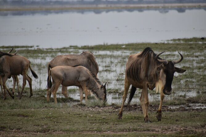 13 Days Best of Kenya and Tanzania BudgetSafari - Lake Manyara Afternoon Drive on the Way to Serengeti Plains Camps