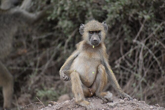 13 Days Best of Kenya and Tanzania BudgetSafari - Olduvai Gorge to Serengeti Plains Camps: Big Cats Country