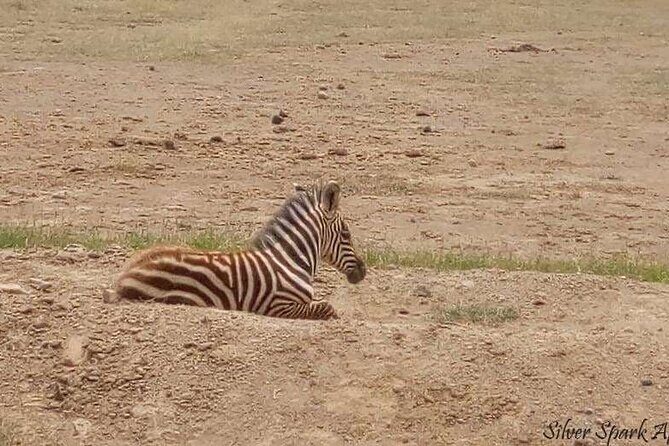 14-Day Serengeti Maasai Mara Amboseli Tarangire Zanzibar - Lake Elementaita and Hot Springs: A Calm Break Between Safari Days