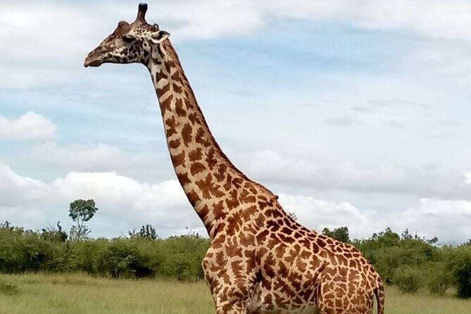 14-Day Serengeti Maasai Mara Amboseli Tarangire Zanzibar - Serengeti: Two Days of Open Plains and Big Cat Probability