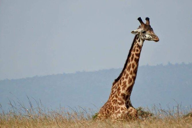 14-Day Serengeti Maasai Mara Amboseli Tarangire Zanzibar - Lake Nakuru: Flamingos and Birding That Feels Like a Different Vacation