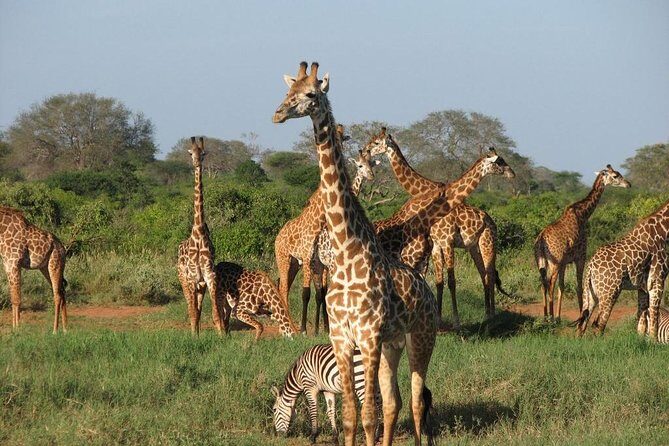 14-Days Kenya and Tanzania Camping Safari from Nairobi - Lake Nakuru: pre-breakfast searching and a late-afternoon arrival