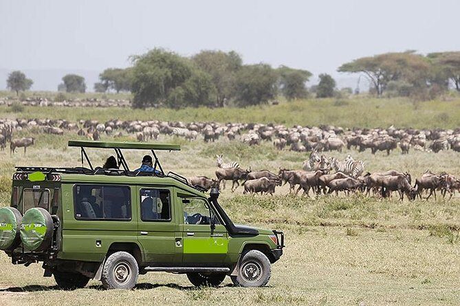 14-Days Kenya and Tanzania Camping Safari from Nairobi - Maasai Mara National Reserve: long drives plus a picnic on the Kenya-Tanzania line