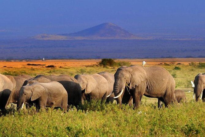 2-Day Amboseli National Park Safari- Daily Departures - Nairobi to Amboseli: the 7:00 am start that sets the tone