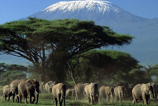 2-Day Amboseli National Park Safari- Daily Departures - Day 2: the early-morning Kilimanjaro light and why it’s worth it