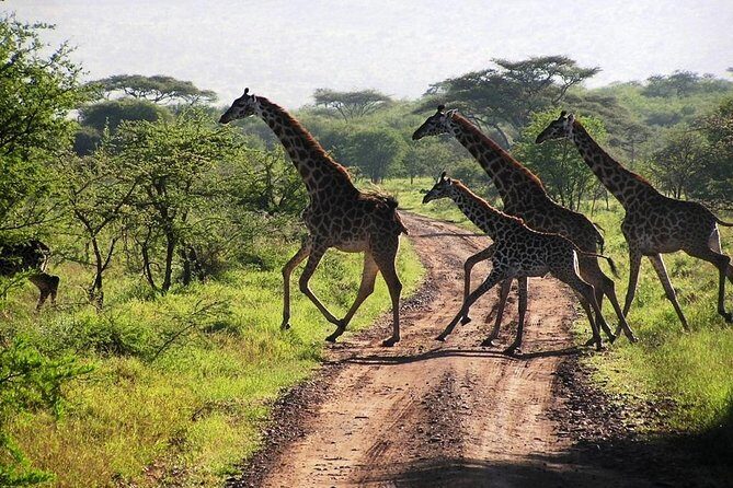 2-Day Amboseli National Park Safari- Daily Departures - Where you sleep: safari camp comfort inside the Amboseli experience