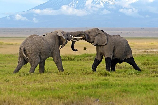 2-Day Amboseli National Park Safari- Daily Departures - Getting picked up in Nairobi (and why it matters more than you think)